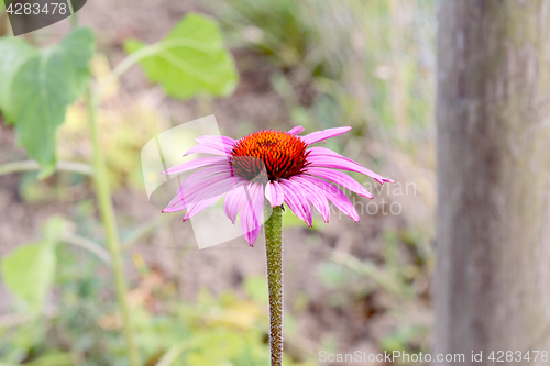 Image of Echinacea flower with pink petals