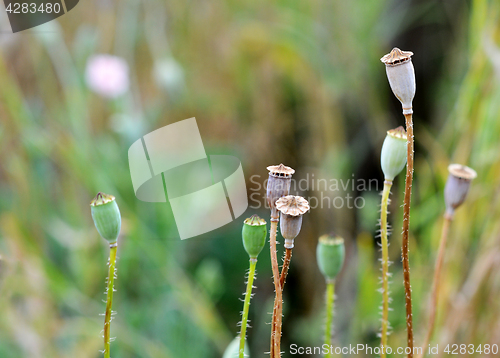 Image of Small poppy seed head 