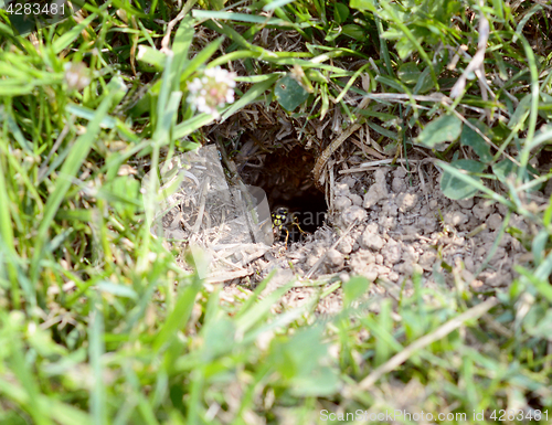 Image of Wasp carrying ball of mud away from its nest