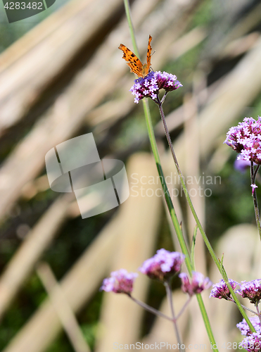 Image of Comma butterfly on long stem of purple verbena flowers