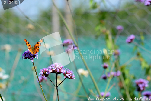 Image of Comma butterfly sits on verbena flowers 