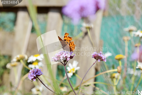 Image of Comma butterfly takes nectar from verbena flowers