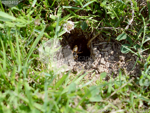 Image of Wasp hovers at the entrance to its nest