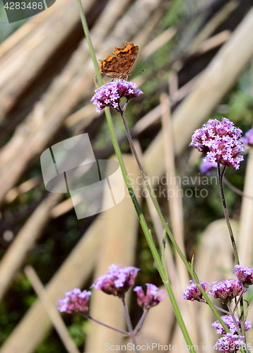 Image of Comma butterfly with closed wings on purple verbena flowers