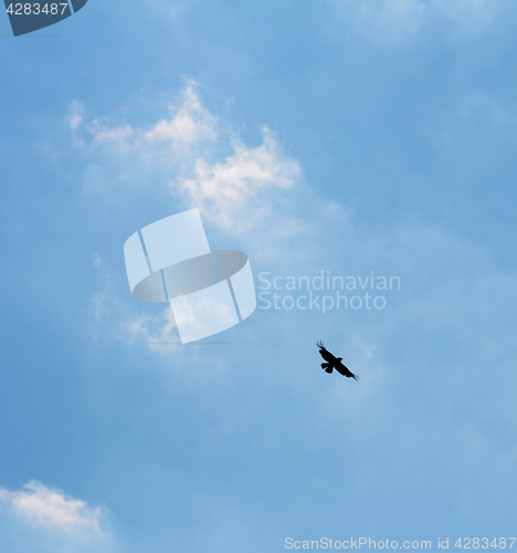 Image of Common buzzard silhouetted in flight