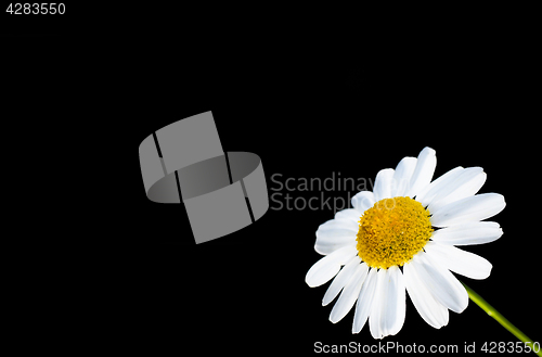 Image of Beautiful daisy flower isolated in bottom right corner, against 