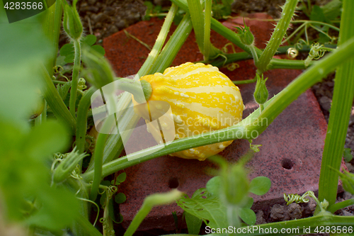 Image of Yellow and cream ornamental gourd among plant vines