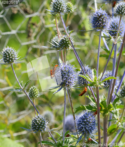 Image of Common red soldier beetles on sea holly flowers