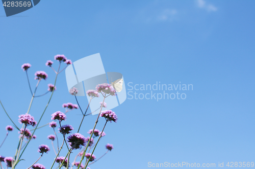 Image of Cabbage white butterfly on top of tall verbena flowers
