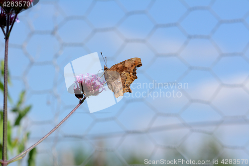 Image of Closed wings of comma butterfly with distinctive c marking