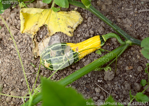 Image of Damaged ornamental gourd among plant vine and leaves