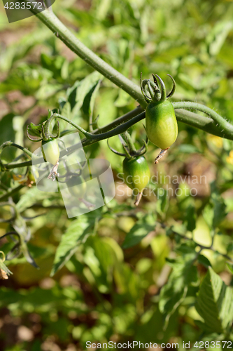 Image of Cherry tomatoes growing on the vine