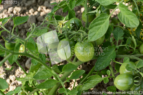 Image of Tomato vine bearing maturing green tomatoes