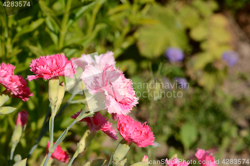 Image of Mixed bright pink carnations 