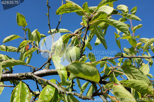 Image of Single green plum growing high on a fruit tree