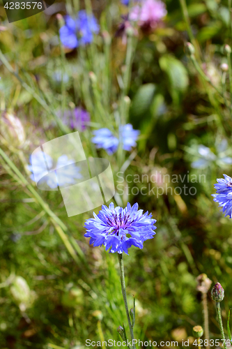 Image of Blue cornflower, growing among purple and pink flowers