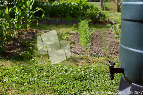 Image of Green water butt with black tap in an allotment garden