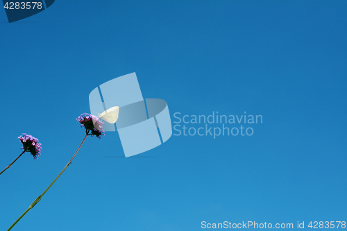 Image of Cabbage white butterfly drinking nectar from verbena flowers