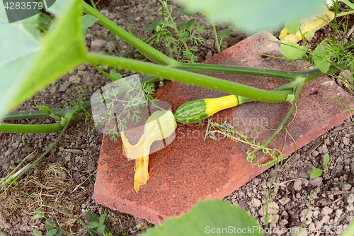 Image of House tile beneath ornamental gourd for protection