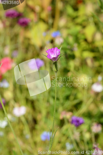 Image of Corn cockle wild flower against blurred background of flowers