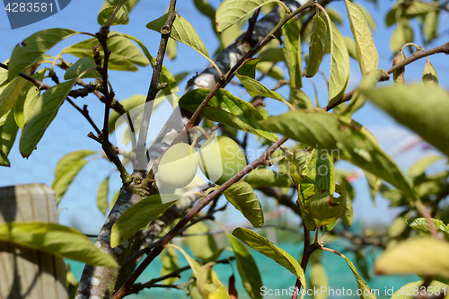 Image of Two green plums growing on fruit tree