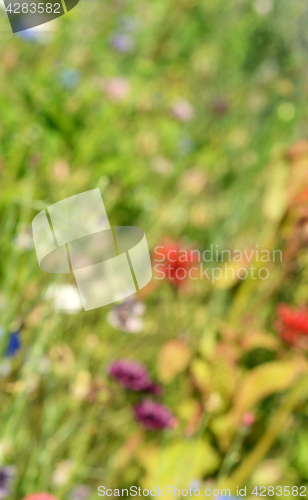 Image of Abstract defocussed colourful flowers