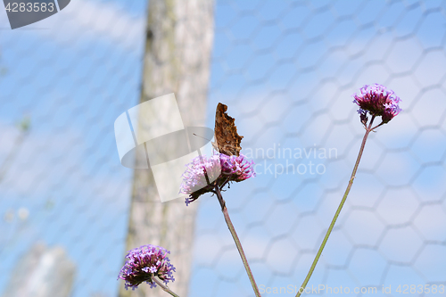 Image of Comma butterfly with closed wings on verbena flower