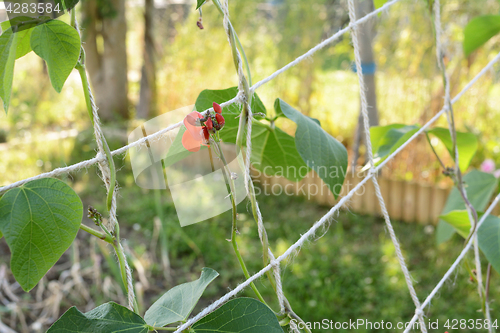 Image of Red flowers on runner bean vine, growing up netting