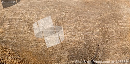 Image of rhino skin texture