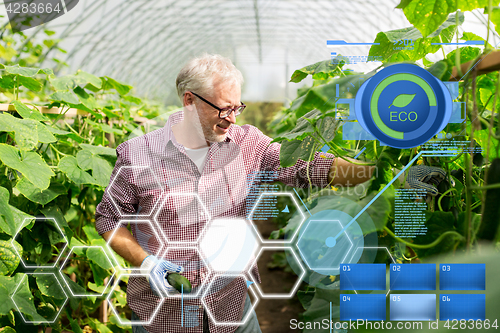 Image of old man picking cucumbers up at farm greenhouse