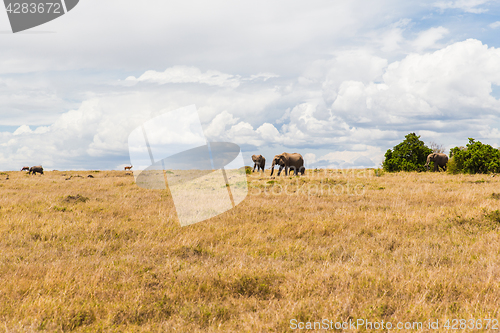 Image of elephants and other animals in savannah at africa