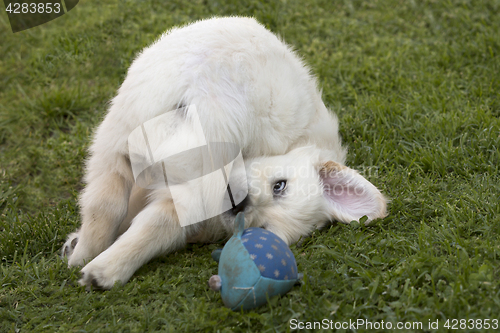 Image of Playing Golden Retriever Puppy