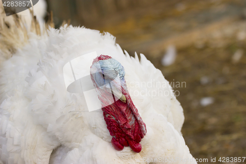 Image of Portrait from Turkey hen