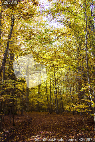 Image of Autumn forest impressions