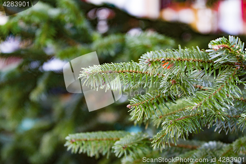 Image of Fir branch in detail