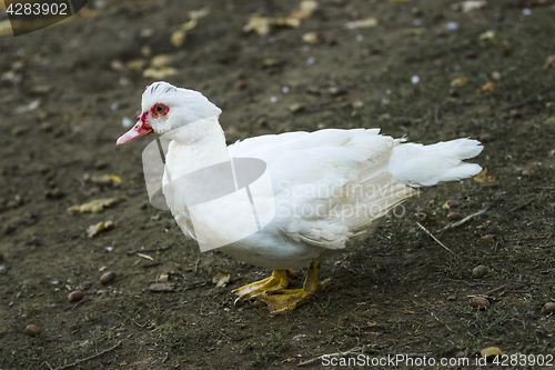 Image of Breeding duck