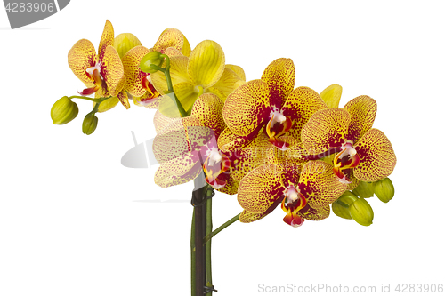 Image of Beautiful orchid flower