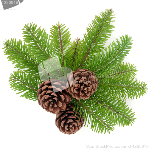 Image of Fir and Pine Cones