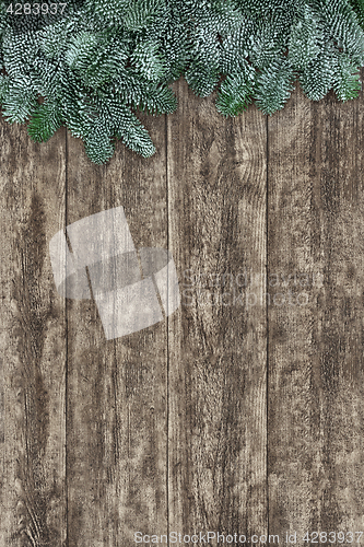 Image of Blue Spruce Fir On Old Wood Background