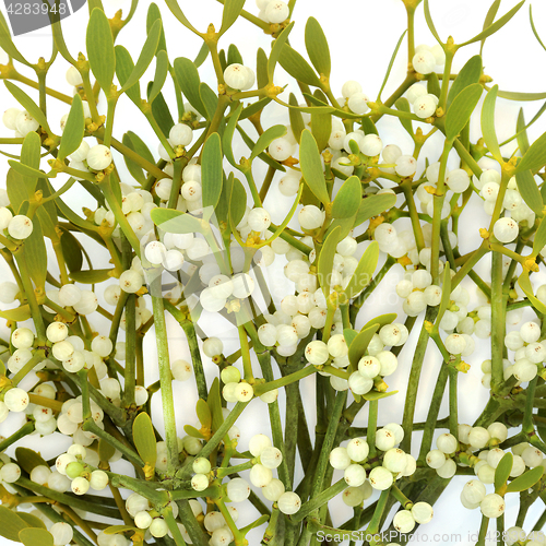 Image of Mistletoe Plant