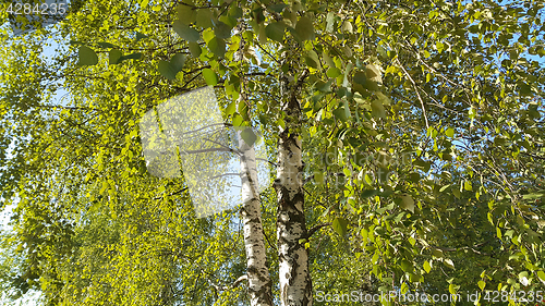 Image of Beautiful birch trees