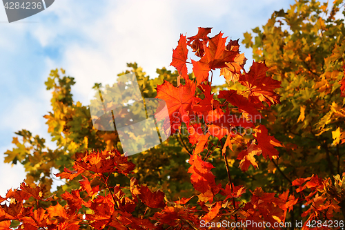 Image of Bright autumn branches of maple tree