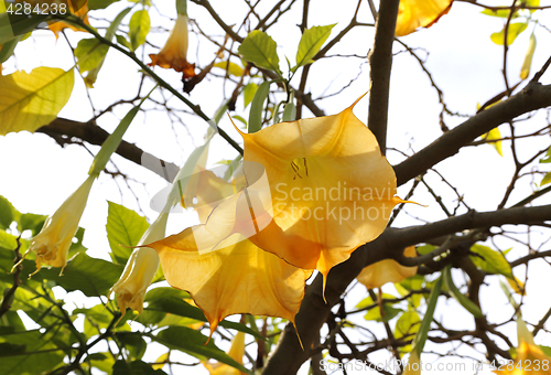 Image of Yellow brugmansia named angels trumpet or Datura flower