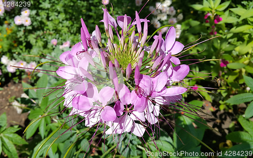 Image of Pink Cleome or spider flower