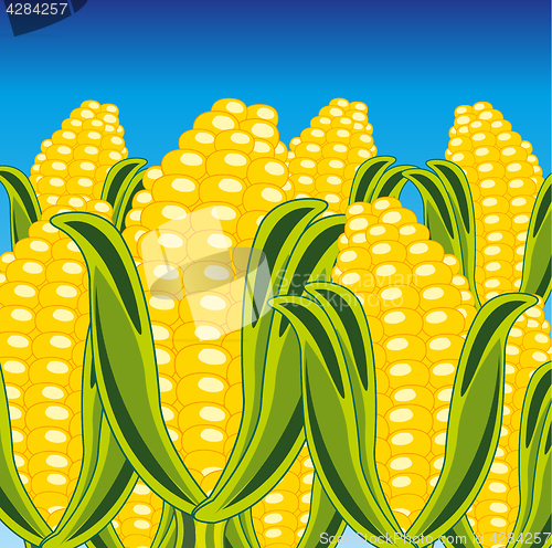 Image of Field of the ripe corn