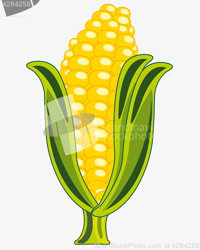 Image of Ripe corn cob