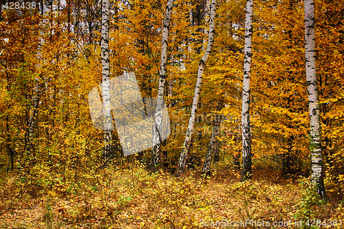 Image of color autumn forest