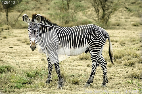 Image of Grevy zebra in the desert