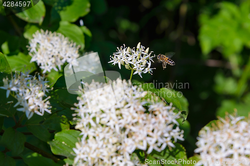 Image of A bee near the white flower