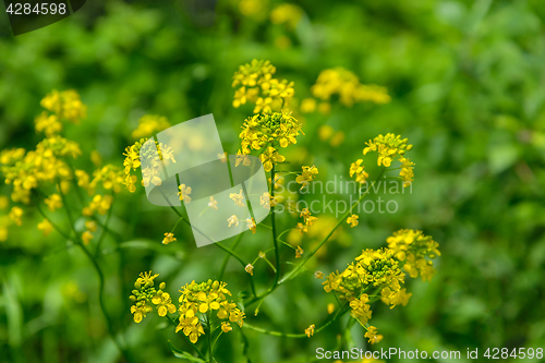 Image of Bittercress on a green background